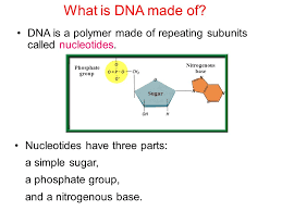 Purines and pyrimidines are the twocategories of nitrogenous bases. 1 What Are The Three Components Of This Dna Nucleotide 2 What Is The Function Of Dna In The Cell Ppt Download