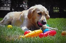 Which toys will your golden retriever have the most fun with? Best Toys For Golden Retrievers 10 Picks First Time Dog Mom