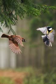 Beautiful Birds In Flight Images Two Birds In Flight Beautiful Nature Pictures Nature Nature Pictures