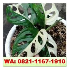 Monstera jenis ini unik banget, karena ada bagian daunnya yang berwarna putih. Wa 0821 1167 1910 Bunga Janda Bolong Varigata Murah Warna Hijau Putih Di Tulungagung By Jual Obat Pembesar Mr P Permanen Issuu