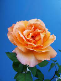 Unconscious beauty coral or orange: 500 Orange Rose Pictures Download Free Images On Unsplash