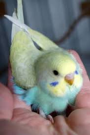 Rainbow Baby Budgies Crestbred Budgies Bird Baby Budgies Budgies