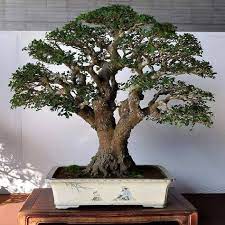 Berbagai artikel mengenai gambar tanaman bonsai dan taman lain nya juga dapat lo cari dan temukan. 140 Ide Bonsai Pohon Bonsai Bonsai Pohon