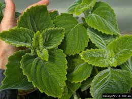 Image result for Coleus shirensis
