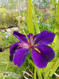 Image result for Lomariopsis hederacea