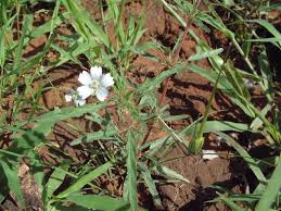 Image result for Monsonia angustifolia