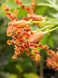 Image result for Strophanthus nicholsonii