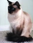 Balinese cat - Wikipedia