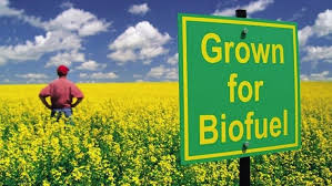 Image result for biofuel crops