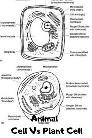 Animal Cell Vs Plant Cell Di 2020