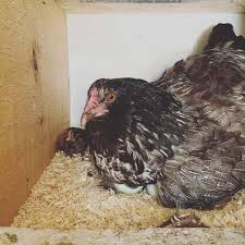 Their pea combs mean that we don't worry about them getting frostbite in the winter. Ameraucana Eggs Height Size And Raising Tips