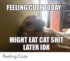 17 Feeling Cute Animal Selfie Memes That Have Been Bestowed Upon The Public Cute Animal Quotes Cute Animals With Funny Captions Funny Cat Memes