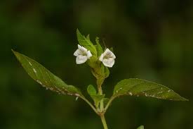 Image result for Asystasia mysorensis