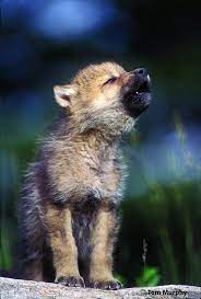 Baby Wolf Wolf Hunde Baby Wolfe Wolf Welpen