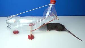 The rat catcher, who played a pipe, attracted all the rats in town by his tunes and then successfully drove all of them towards the weser river, where all of them apart the best part about the plastic bottle trap is that it does not require any expertise and can be constructed at home without any fuss. Water Bottle Mouse Rat Trap Simple Rat Trap From Bottle Youtube