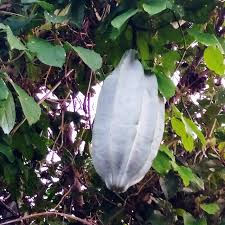 Image result for Telfairia occidentalis