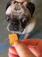 Ask your vet about the number of treats this means for your dog. Diy Crunchy Diabetic Dog Treats Damn Good Doormats