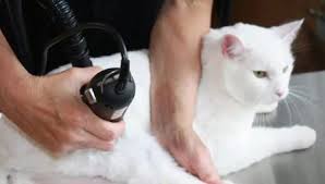 Cara pertama untuk menghilangkan kutu pada kucing adalah dengan menjaga kebersihannya. Bagaimana Cara Memotong Kucing Di Rumah 29 Gambar Bagaimana Untuk Memotong Kucing Dengan Gunting Di Rumah Bagaimana Untuk Membuat Potongan Rambut Untuk Kucing Berbulu