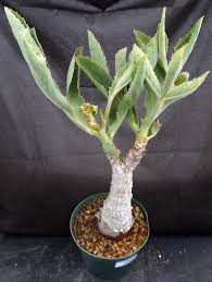 Image result for Cyphostemma