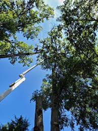 Schneider Tree Care Linkedin