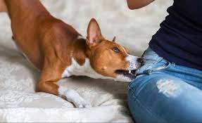 Fire ant bites cause most dogs to feel pain upon being bit and then they typical cause a lot of itchiness. Dog Bites Who Is Liable Uae Gulf News