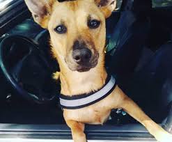 Check spelling or type a new query. 20 Of The Most Popular Rat Terrier Mixes For You To Bring Home Today K9 Web