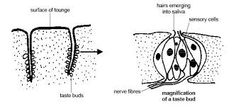 Anatomy And Physiology Of Animals The Senses Wikibooks