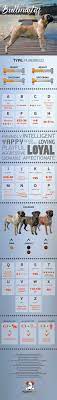 Bullmastiff Information And Facts | From Puppies To Adult Dogs
