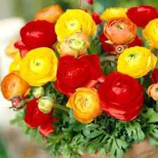 Image result for Ranunculus volkensii