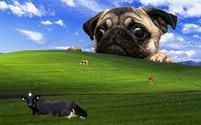 Funny Backgrounds For Zoom Meetings Funny Zoom Backgrounds Creative Desktop Wallpaper Cool Desktop Backgrounds Cool Desktop Wallpapers