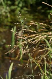 Image result for Alloeochaete geniculata