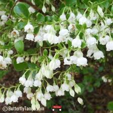 Image result for Vaccinium stanleyi