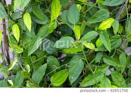 Image result for Tiliacora