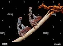 Image result for Sabicea