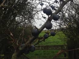 We did not find results for: Blackthorn Or Sloe The Natural Navigator