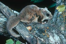 Southern Flying Squirrel Photograph by Phil A. Dotson