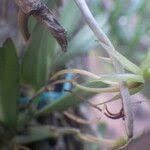 Image result for Angraecum moandense