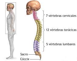 Los collarines cervicales son prendas que pueden resultar muy beneficiosas para nuestro día a día. Dolor Cervical O Sqv Servicio Quiromasaje Vanesa Facebook