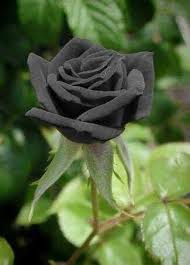 Welcome to the home of black rose florist , one of new zealand's best online florist , real local florists delivering quality flowers daily. Black Rose Flower Steemkr