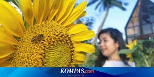 Berapa lama anda boleh tahan kencing? Saat Ini Waktu Terbaik Kunjungi Kebun Bunga Matahari Arumdalu Farm