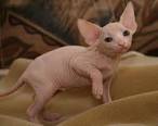 La Hairless Kitty - Male Sphynx Kitten For Sale in ...