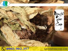 Mọi người mua hãy đến các. Thien SÆ¡n Tuyáº¿t Lien Bach Tháº£o Chi VÆ°Æ¡ng Tá»« Tay Táº¡ng