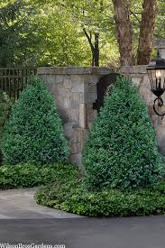 Image result for Buxus