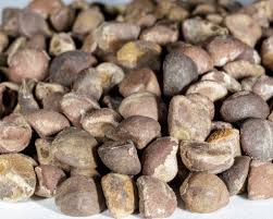 Image result for Argyreia nervosa