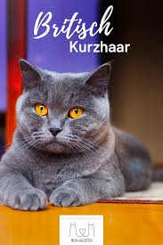 Die Grossen Augen Sowie Die Freundliche Und Gemutliche Art Machen Die Britisch Kurzhaar Zu Einer Der Beliebt Popular Cat Breeds Big Eyes Most Popular Cat Breeds
