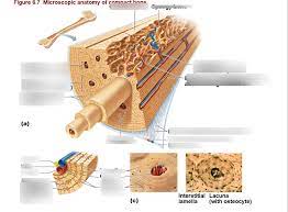 The diagram above shows a longitudinal view of an osteon. Microscopic Anatomy Of Compact Bone Diagram Quizlet