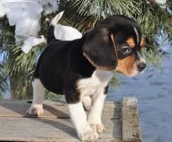 Adorable Beagle Puppy in Snowy Forest