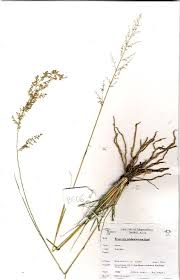 Image result for Eragrostis echinochloidea