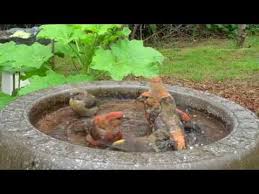 Bird In Bird Bath Video Red Crossbills At Garden Bird Bath Youtube Bird Bath Garden Bird Bath Bird Garden