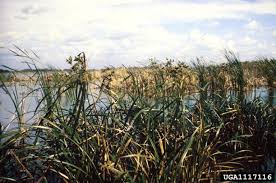 Image result for Cyperus alopecuroides